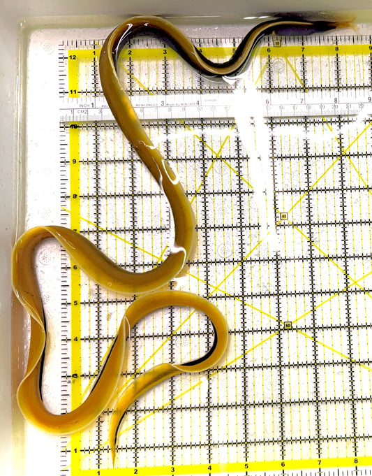 Blue Ribbon Eel BRE111902 WYSIWYG Size: XL/SHOW 38"