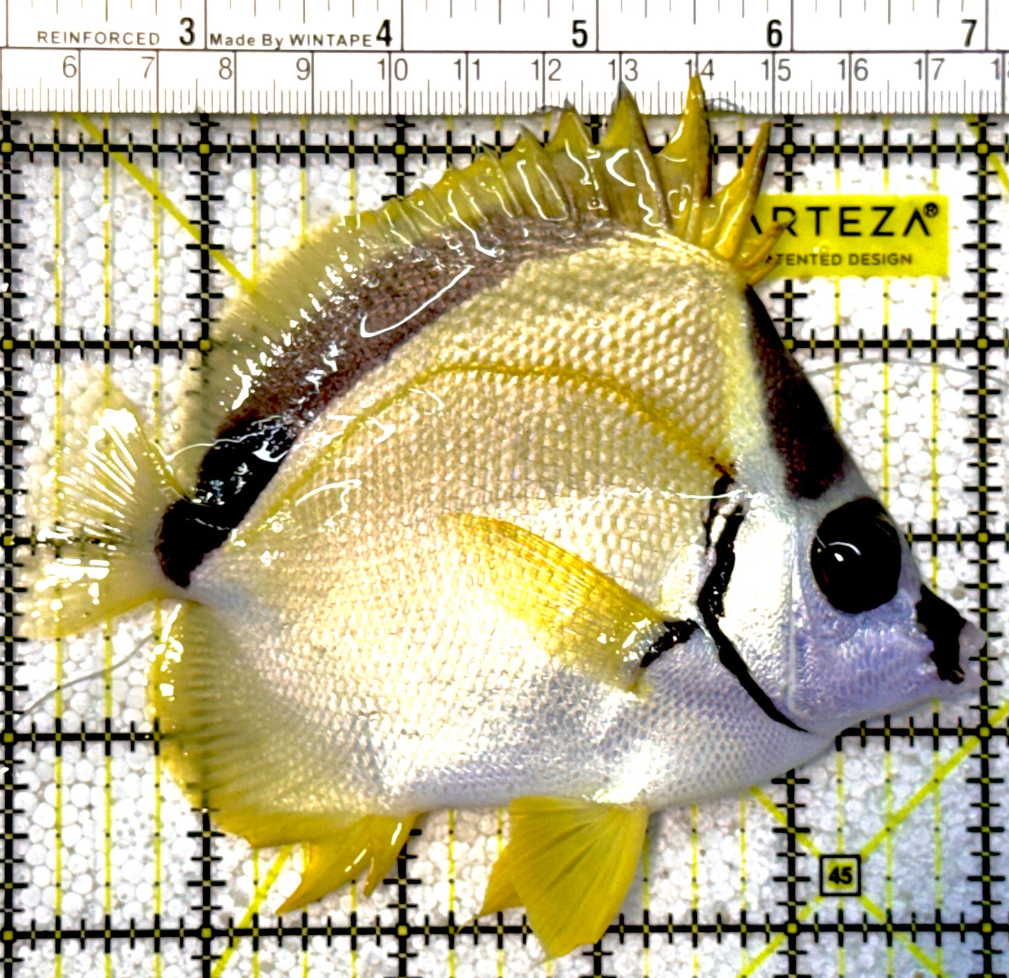 Blacknose Butterflyfish BB022201 WYSIWYG Size: 5"approx(Costa Rica)