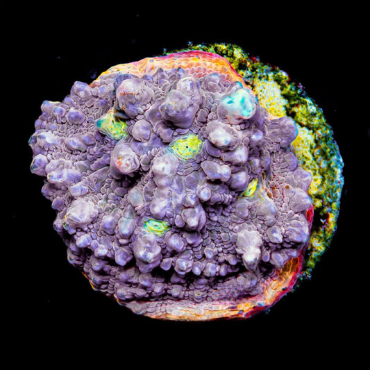 Aquaculture Proper Peach Chalice Size: M 0.75” to 1” Frag