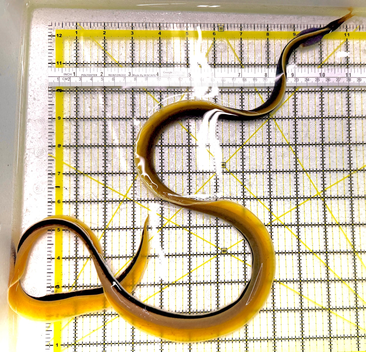 Blue Ribbon Eel BRE111902 WYSIWYG Size: XL/SHOW 38"