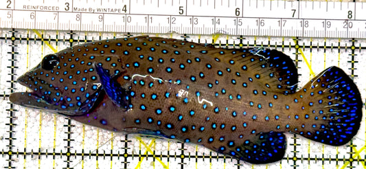 Argus Grouper AG022102 WYSIWYG Size: XL 6.25"approx