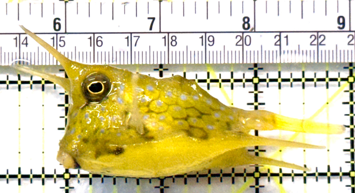 Longhorn Cowfish LC101802 WYSIWYG Size: L 3.5" approx