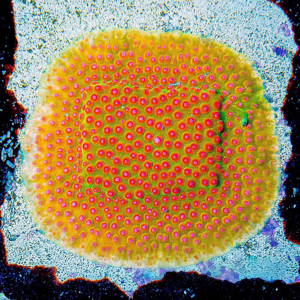 JF Spellbound Cyphastrea (Aquacultured) Size: M 0.75” to 1” Approx Frag
