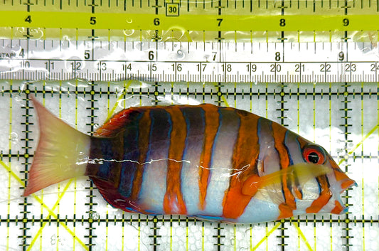 Harlequin Tuskfish HT041105 WYSIWYG Size: L 5" approx