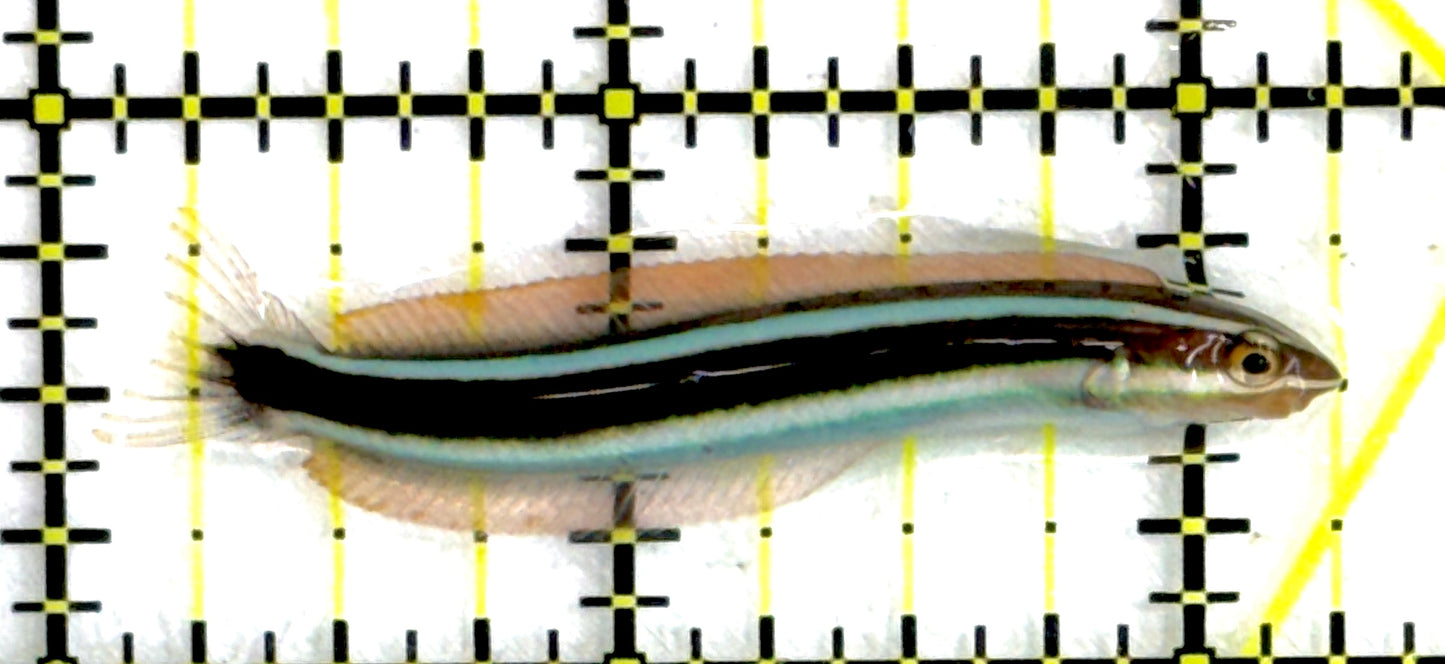 Mimic Blue Striped Cleaner Wrasse (Fang Blenny) MBCW111901 WYSIWYG Size: 2.25"