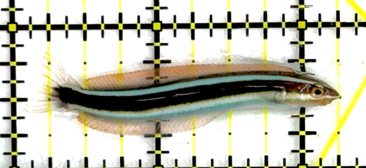 Mimic Blue Striped Cleaner Wrasse (Fang Blenny) MBCW111901 WYSIWYG Size: 2.25"