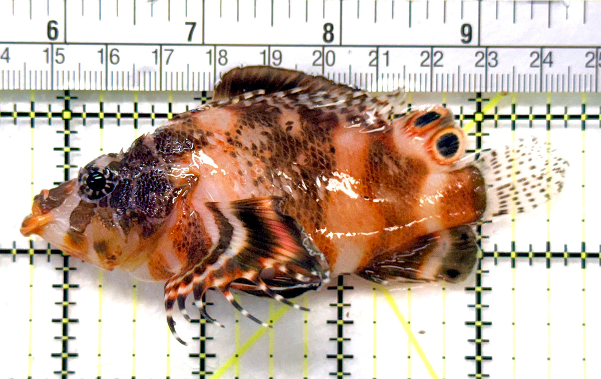 Fu Manchu Lionfish FML101801 WYSIWYG Size: XL 4.25" approx