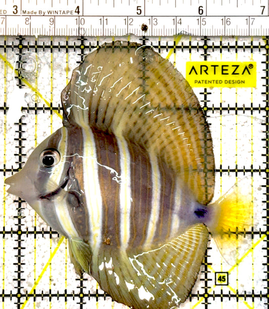 Sailfin Tang ST022201 WYSIWYG Size: L 4.75" approx