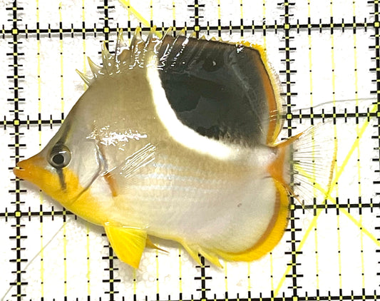 Saddleback Butterflyfish SB101201 WYSIWYG Size: L 3.5" approx