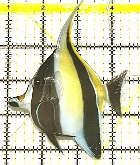 Moorish Idol MI101202 WYSIWYG Size: ML  3.5" approx