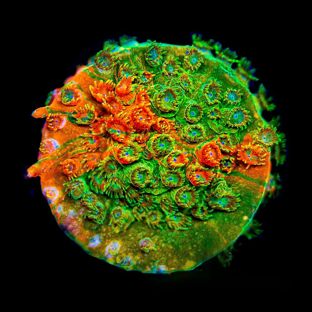 Circuit Breaker Cyphastrea  (Aquacultured) Size: M 0.75” to 1” Approx Frag