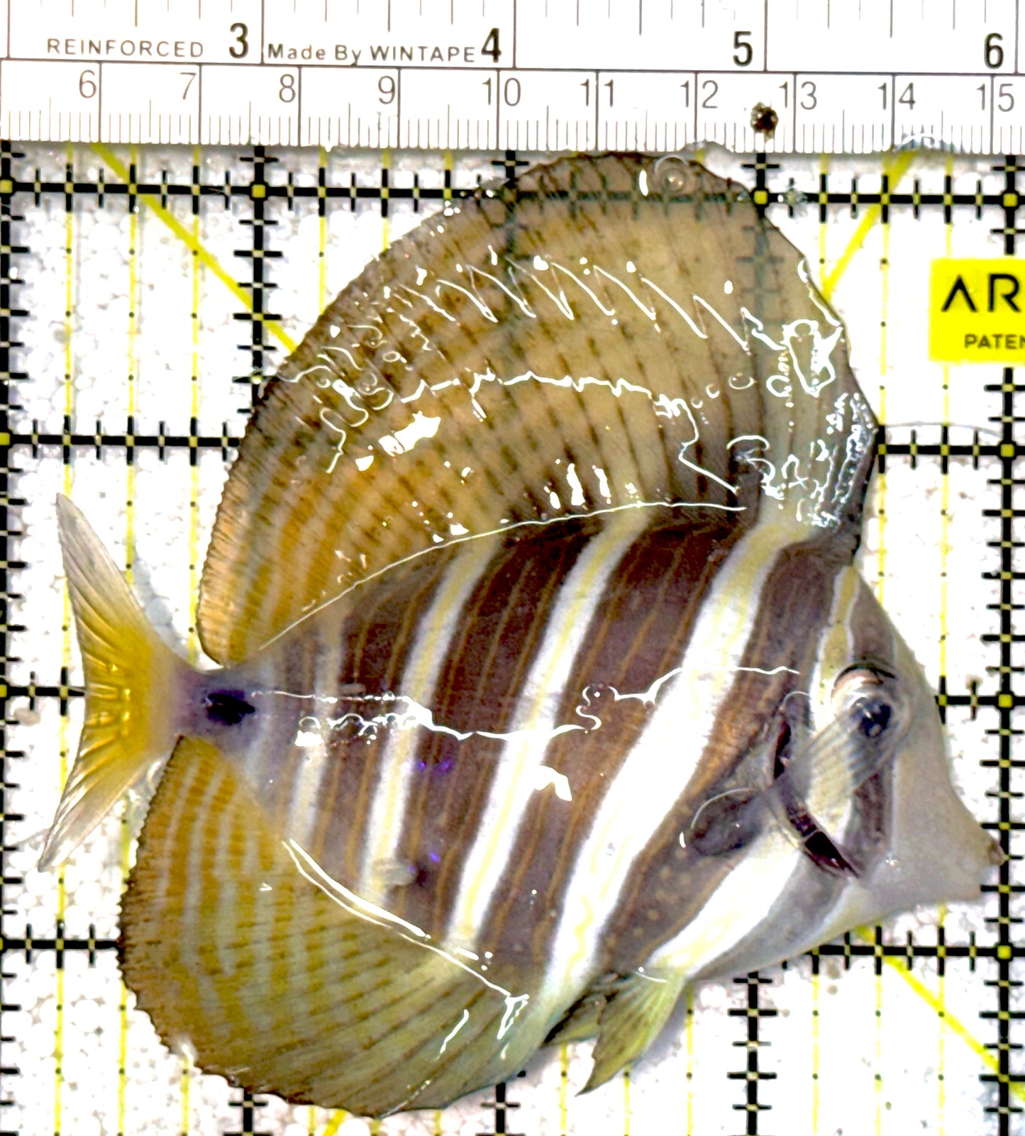 Sailfin Tang ST022201 WYSIWYG Size: L 4.75" approx