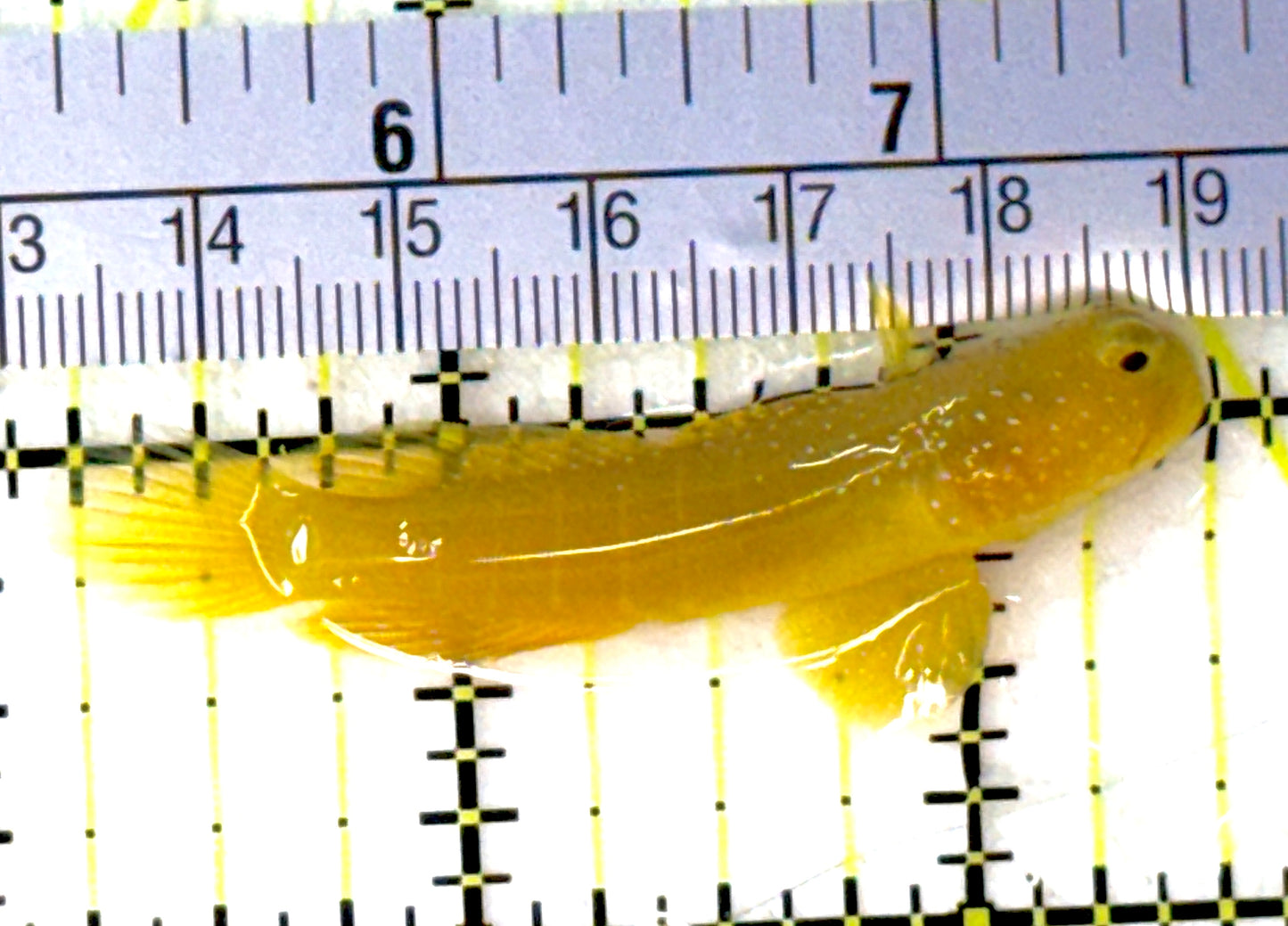 Yellow Watchman Goby YWG111901 WYSIWYG Size: 2.25"