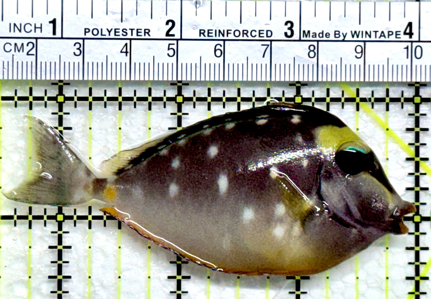 Naso Tang NT102401 WYSIWYG Size: M 3.5"