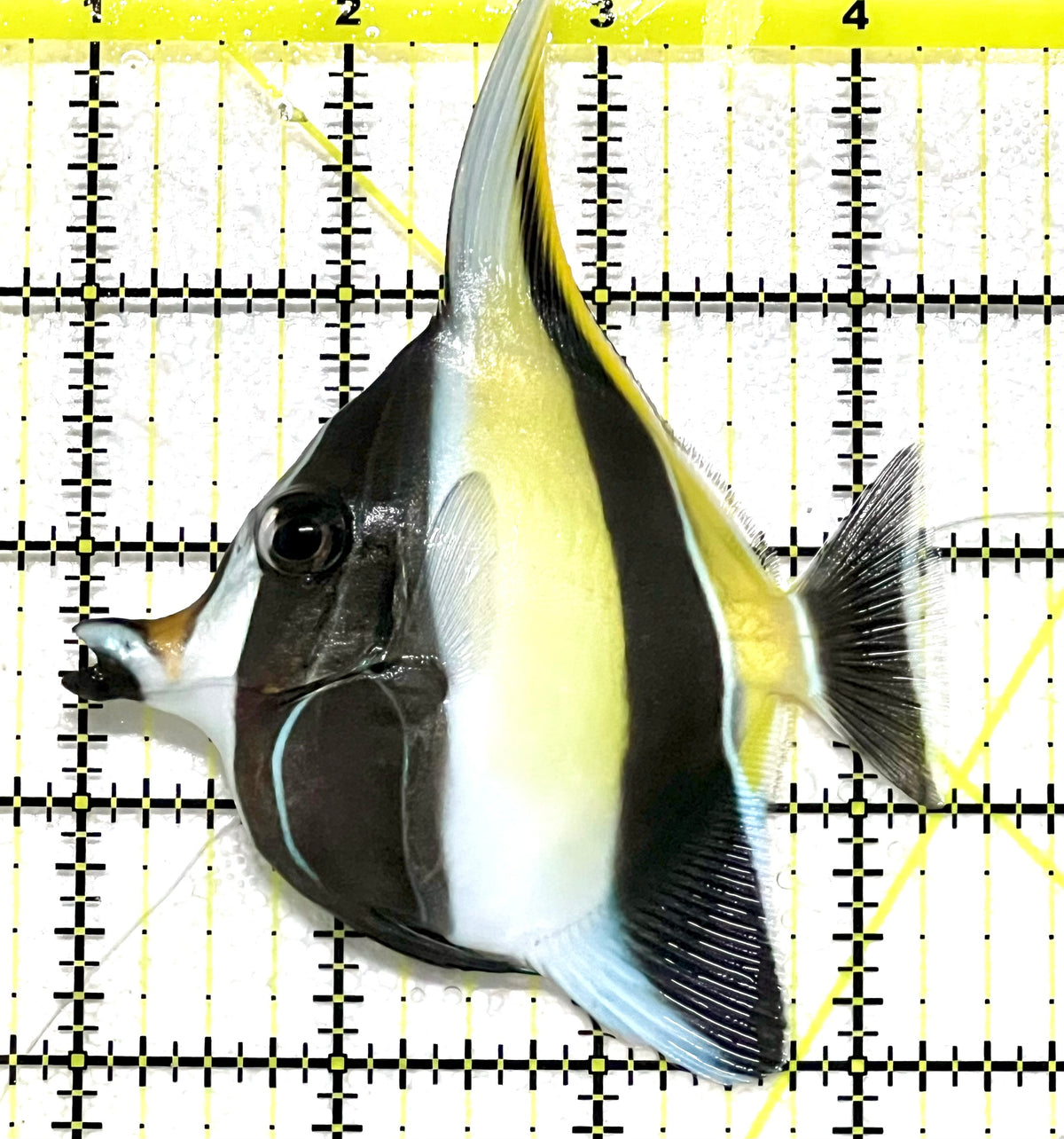 Moorish Idol MI101203 WYSIWYG Size: ML  3.25" approx