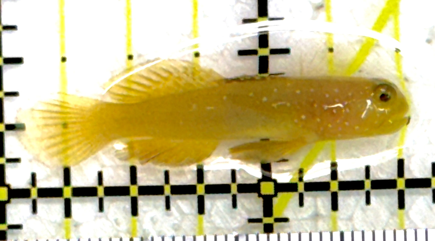 Yellow Watchman Goby YWG111902 WYSIWYG Size: 1.5"