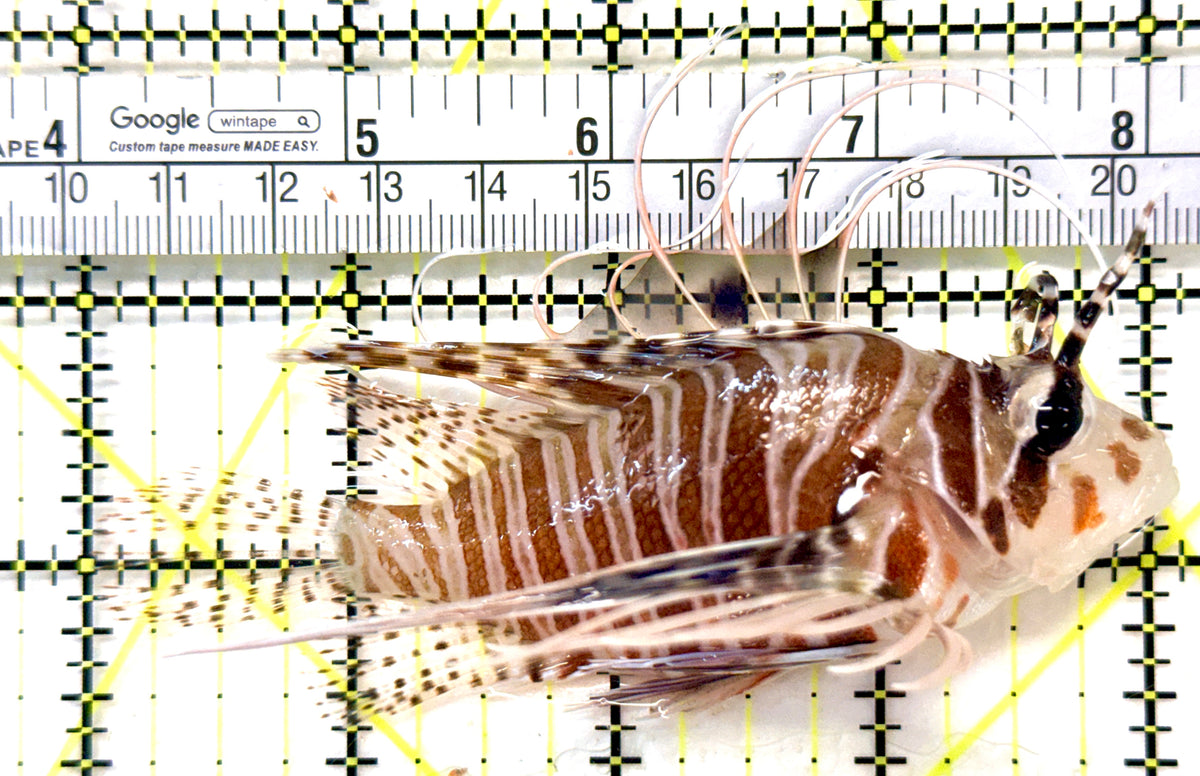 Dwarf Zebra Lionfish DZL101803 WYSIWYG Size: L 4" approx