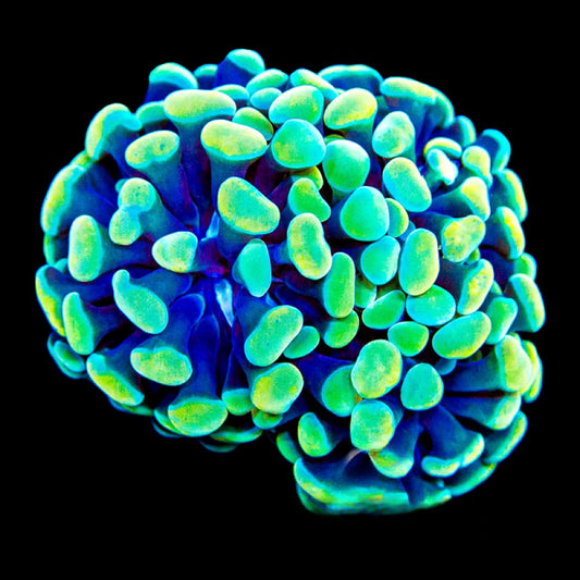 Aquaculture Aurelia Branching Hammer Size: M 0.75” to 1” Frag