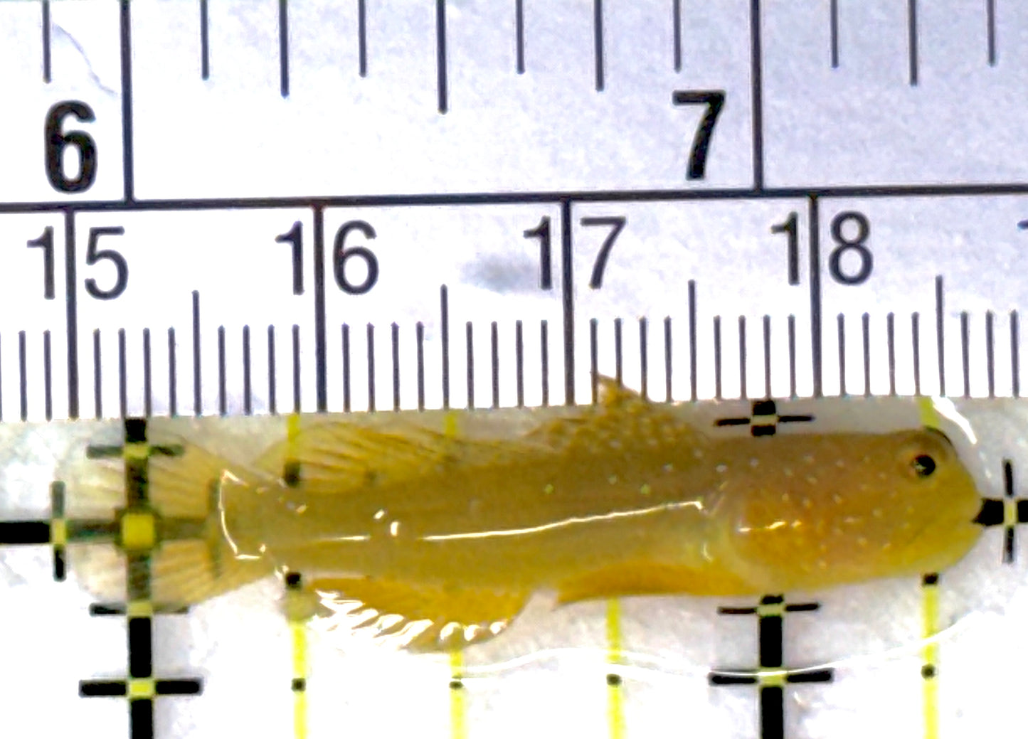 Yellow Watchman Goby YWG111902 WYSIWYG Size: 1.5"