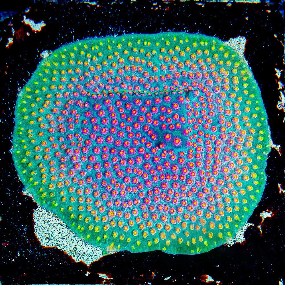 JF Buzkill Cyphastrea (Aquacultured) Size: M 0.75” to 1” Approx Frag