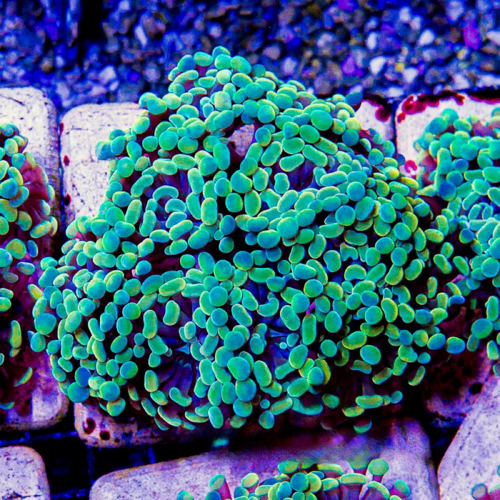 Aquaculture Aurelia Branching Hammer Size: M 0.75” to 1” Frag