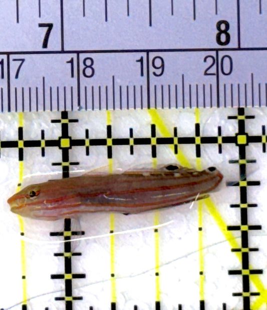 Rainford's Court Jester Goby RCJG111901 WYSIWYG Size: 1.5"