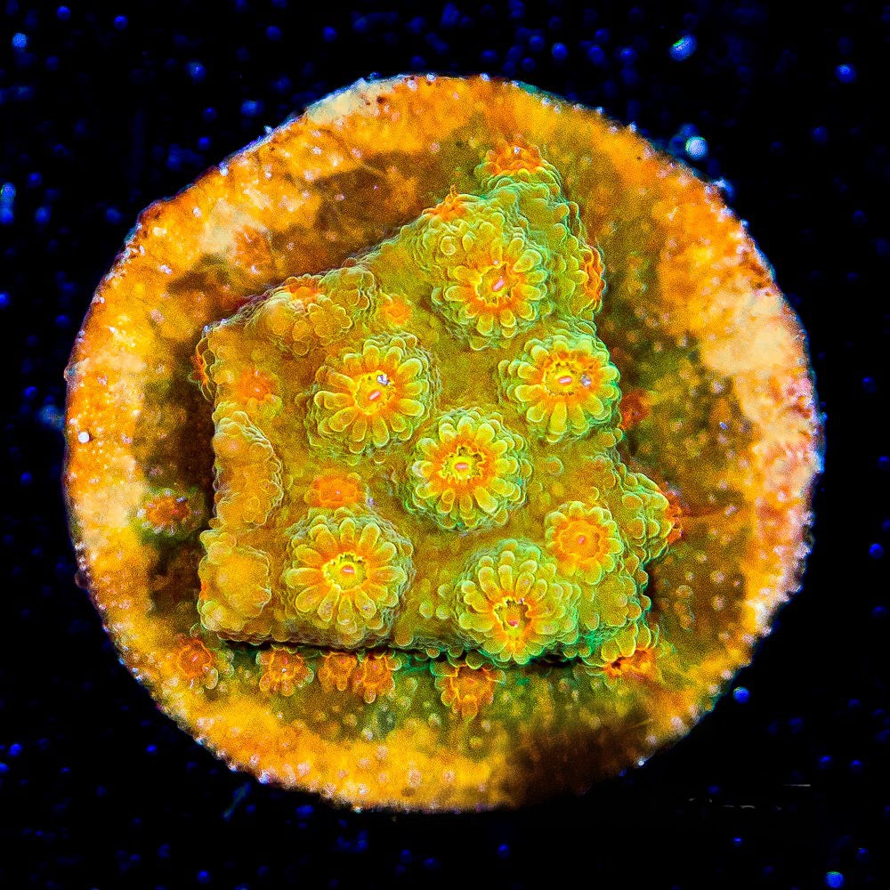 Jason Fox Flicka Flame Cyphastrea (Aquacultured) Size: M 0.75” to 1” Approx Frag