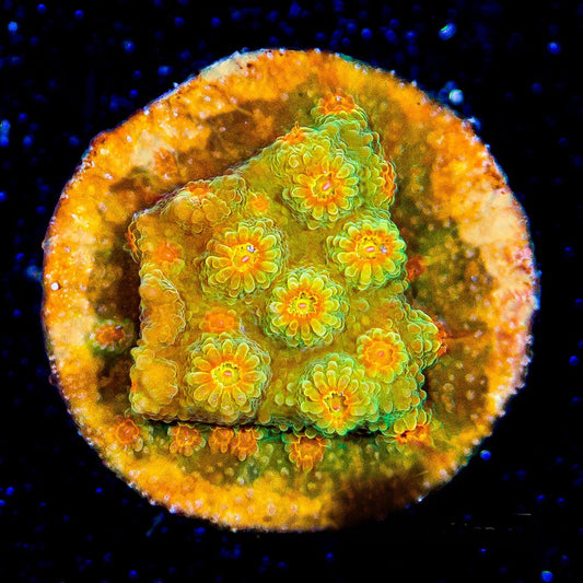 Jason Fox Flicka Flame Cyphastrea (Aquacultured) Size: M 0.75” to 1” Approx Frag