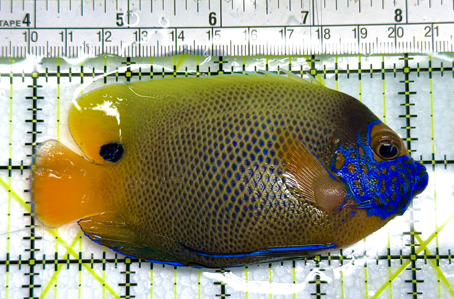 Blueface Angelfish Adult (Sumatra Vibrant Colors) BAA041103 WYSIWYG Size: L 4" approx