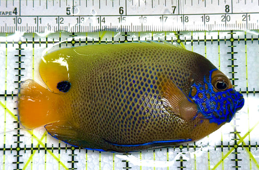Blueface Angelfish Adult (Sumatra Vibrant Colors) BAA041103 WYSIWYG Size: L 4" approx