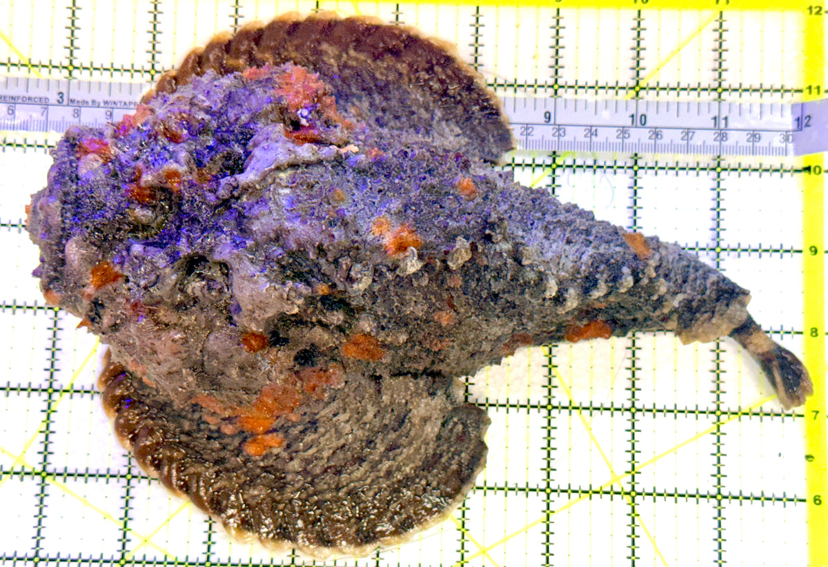 Stone Fish SF101801 WYSIWYG Size: XXXL/ Show 9.25" approx