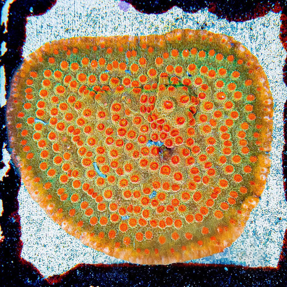 Jason Fox Flicka Flame Cyphastrea (Aquacultured) Size: M 0.75” to 1” Approx Frag