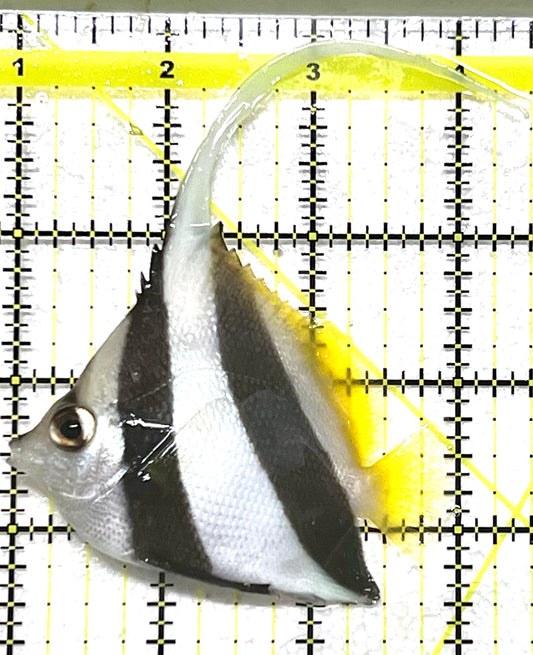 Heniochus Butterflyfish (Reef Safe) HB101201 WYSIWYG Size: M  3" approx