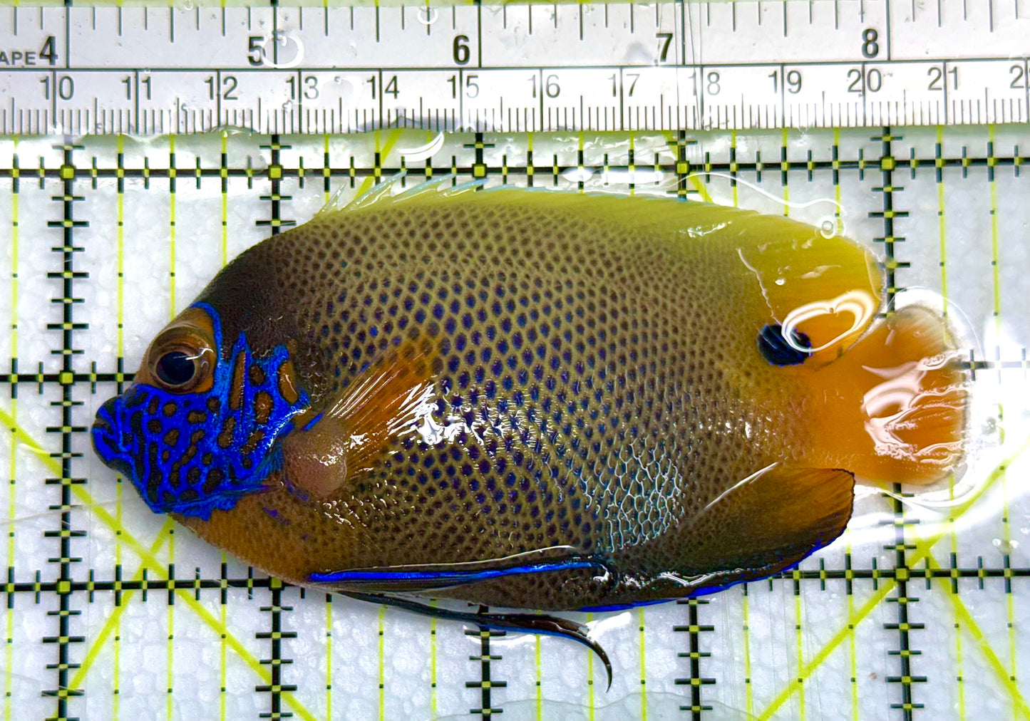 Blueface Angelfish Adult (Sumatra Vibrant Colors) BAA041103 WYSIWYG Size: L 4" approx