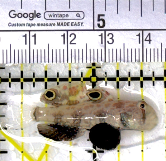 Signal Goby SG111901 WYSIWYG Size: S 1.5"