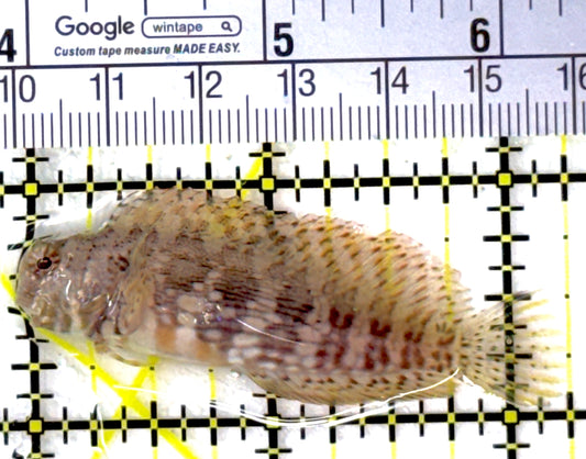 Lawnmower Blenny LB111901 WYSIWYG Size: M 2.25"