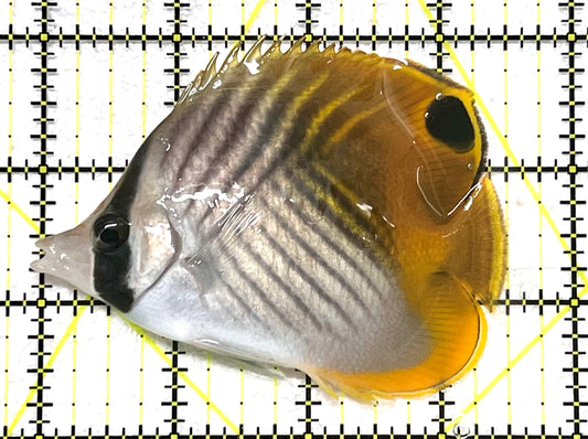 Auriga Butterflyfish AB101201 WYSIWYG Size: L 3.5" approx