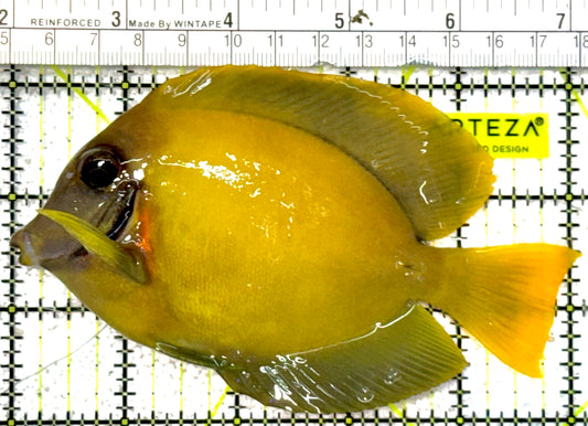Chocolate Tang (Yellow Mimic when Juvenile) CT022203 WYSIWYG Size: L 5"approx