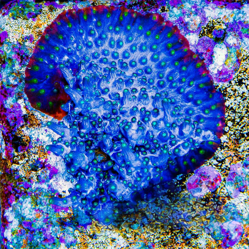 Dark Matter Branching Cyphastrea (Aquacultured) Size: M 0.75” to 1” Approx Frag
