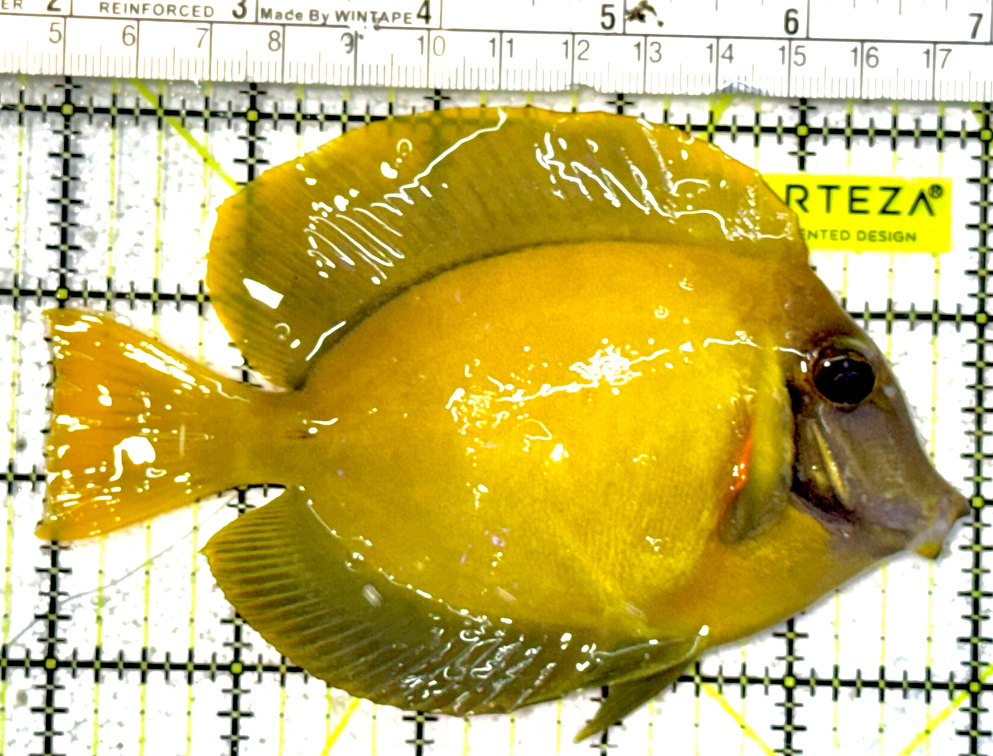 Chocolate Tang (Yellow Mimic when Juvenile) CT022203 WYSIWYG Size: L 5"approx