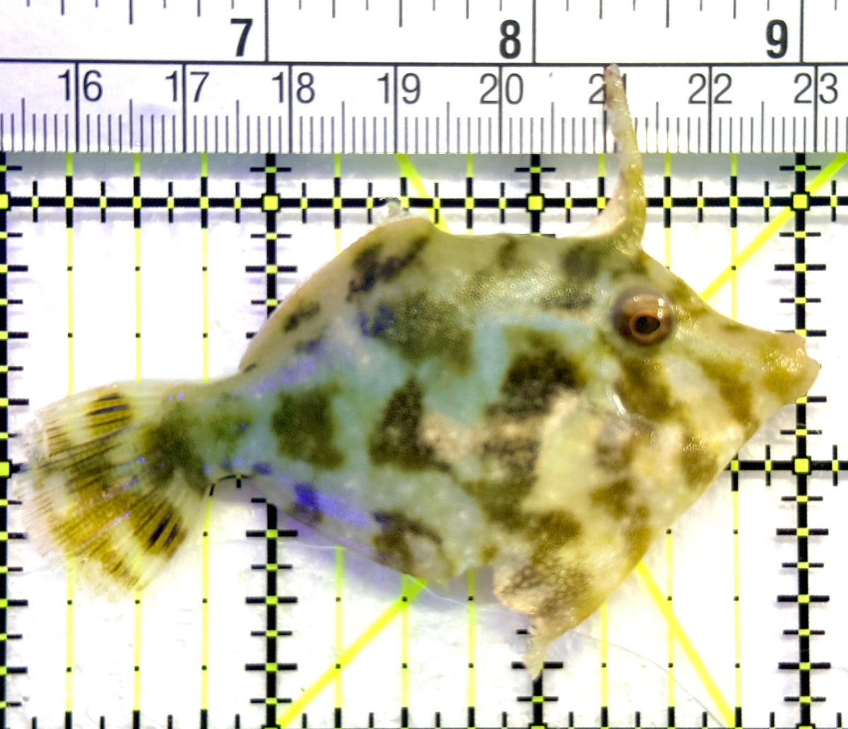 Aiptasia Eating Filefish AEF101801 WYSIWYG Size: L 3" approx