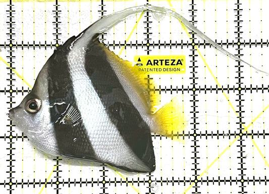 Heniochus Butterflyfish (Reef Safe) HB101202 WYSIWYG Size: ML 3.75" approx