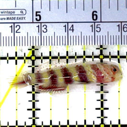 Wheeler's Bumblebee Shrimp Goby WBSG111902 WYSIWYG Size: 1.5"