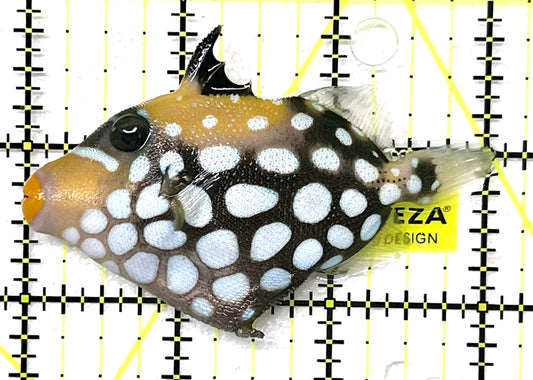 Clown Triggerfish CT101203 WYSIWYG Size: SM 3" approx