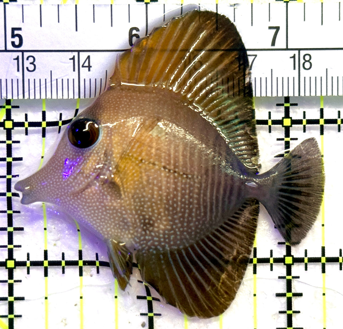 Scopas Tang ST101801 WYSIWYG Size: S 2.25" approx