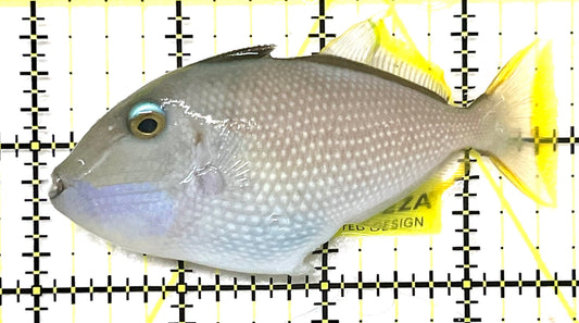 Male Blue Throat Triggerfish (Reefsafe) MBTT101201 WYSIWYG Size: ML 3.5" approx