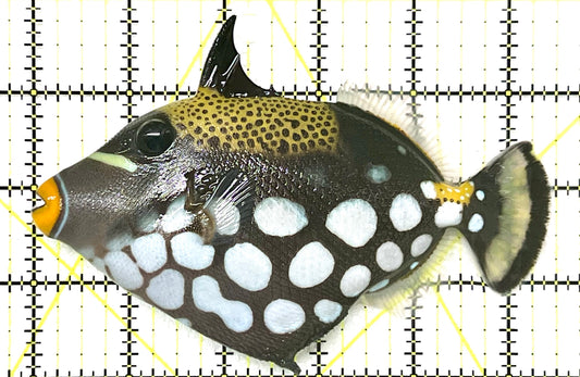 Clown Triggerfish CT101202 WYSIWYG Size: XL 6.5" approx