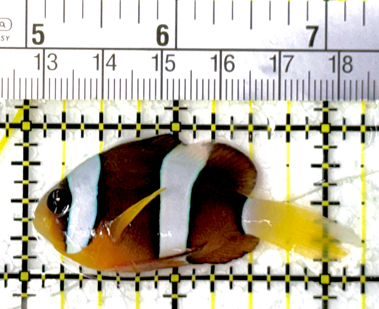 Clarkii Clownfish CC111901 WYSIWYG Size: ML 2.25"