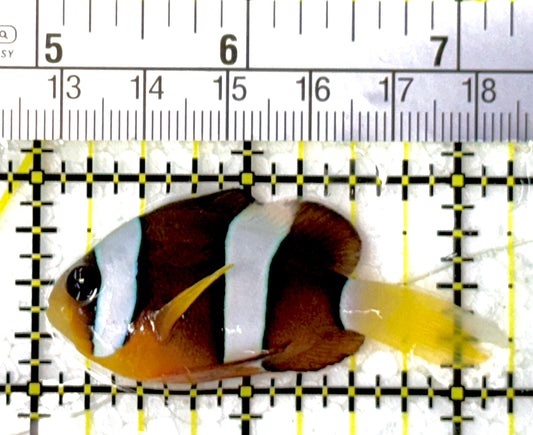 Clarkii Clownfish CC111901 WYSIWYG Size: ML 2.25"