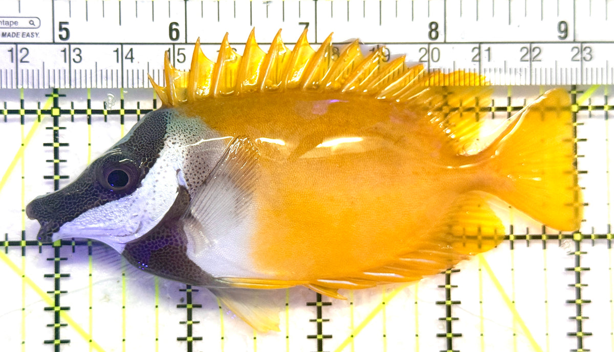 Onespot Foxface OF101805 WYSIWYG Size: L 4.25" approx
